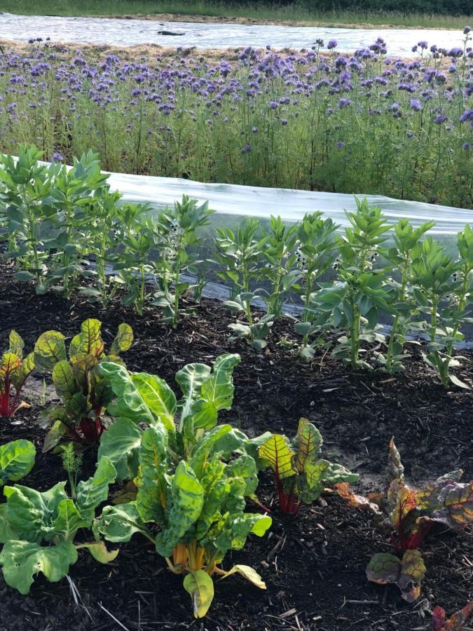 Gite A La Ferme De Verdurette Cordes-Sur-Ciel Eksteriør billede