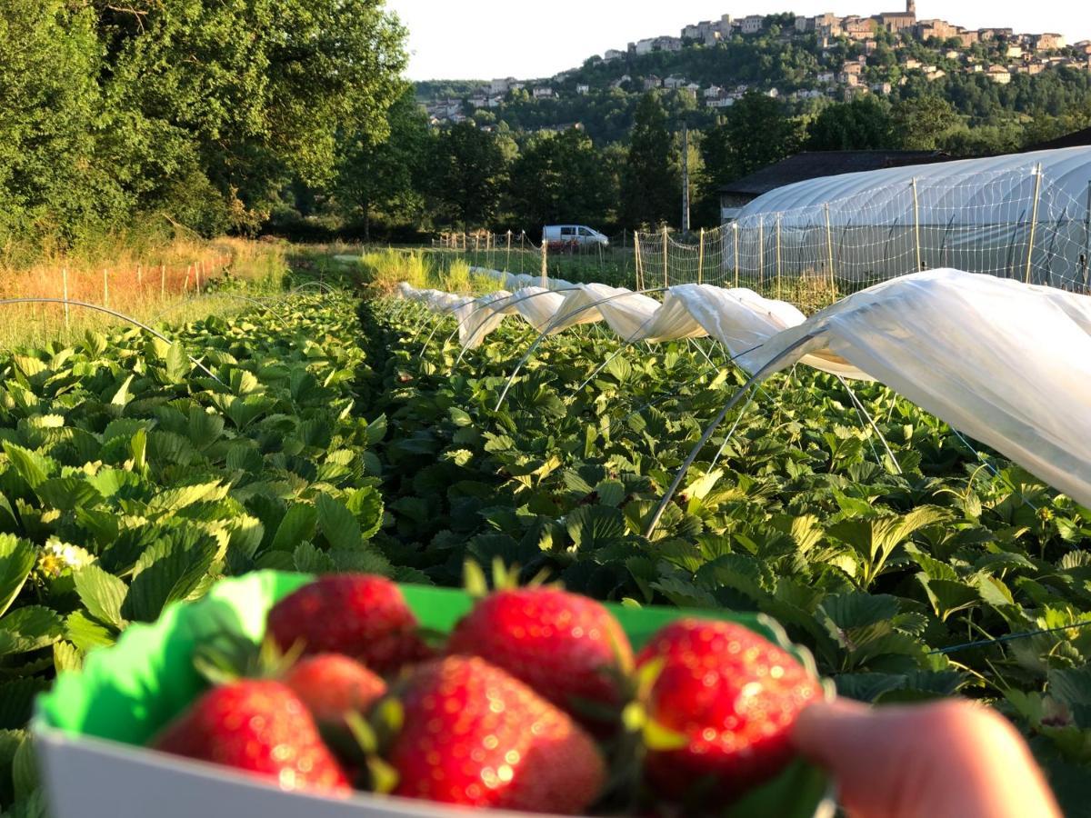 Gite A La Ferme De Verdurette Cordes-Sur-Ciel Eksteriør billede