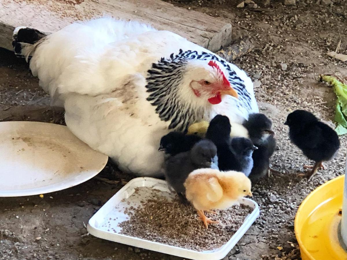 Gite A La Ferme De Verdurette Cordes-Sur-Ciel Eksteriør billede