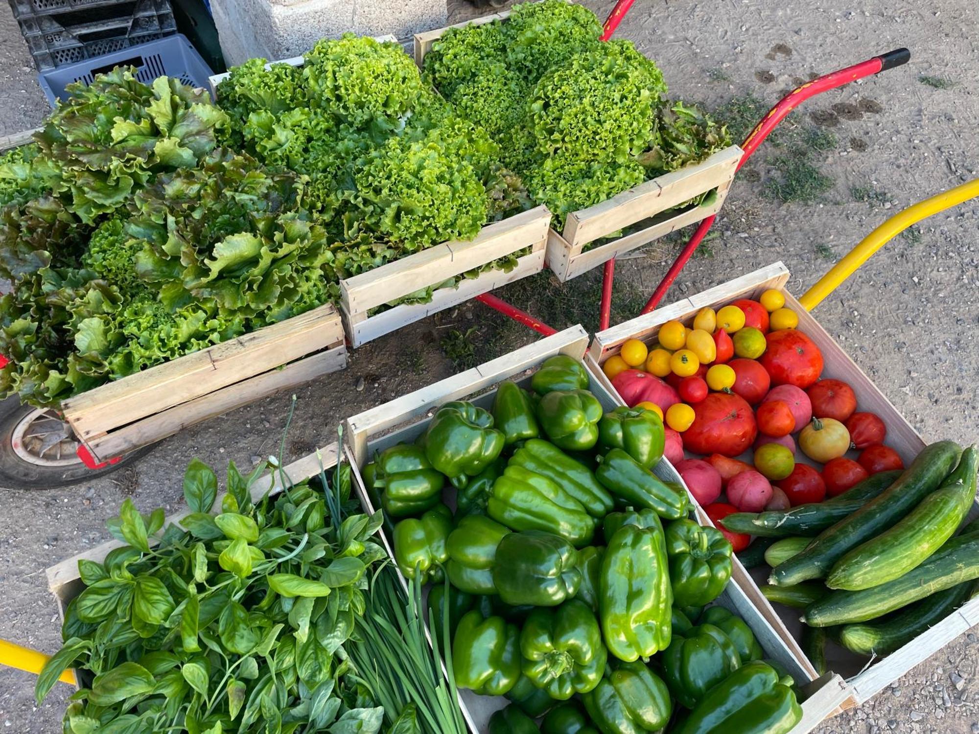 Gite A La Ferme De Verdurette Cordes-Sur-Ciel Eksteriør billede